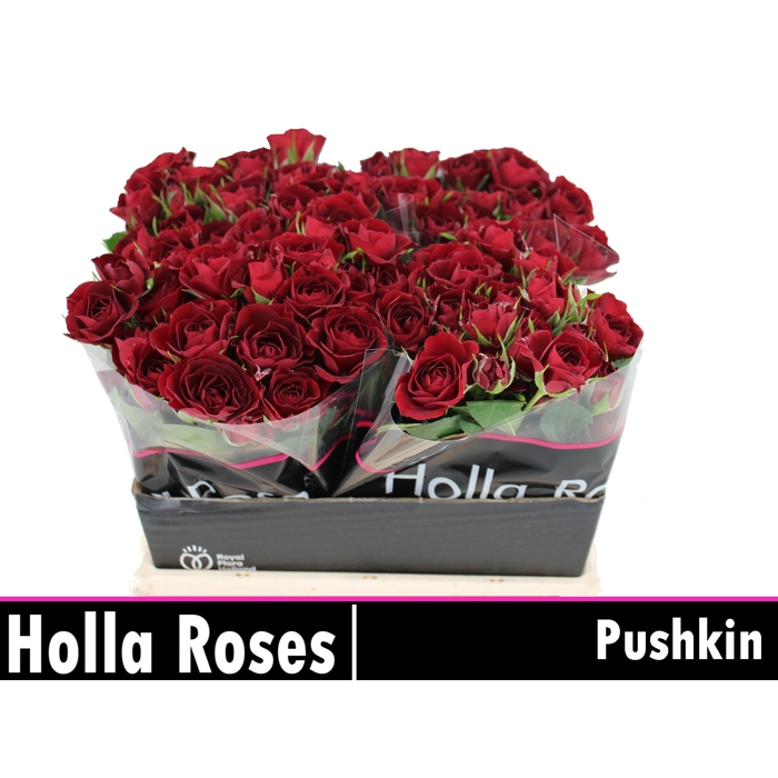 <h4>Pushkin</h4>