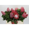 Protea Cynaroides Claire