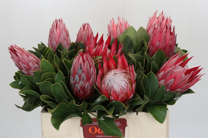 <h4>Protea Cynaroides Claire</h4>