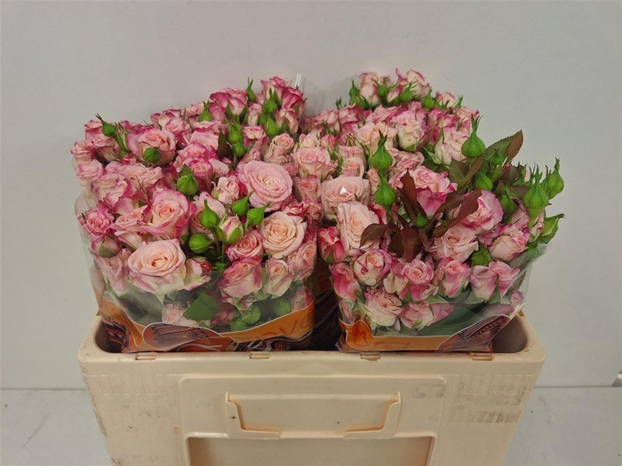 <h4>R TR REFLEX</h4>