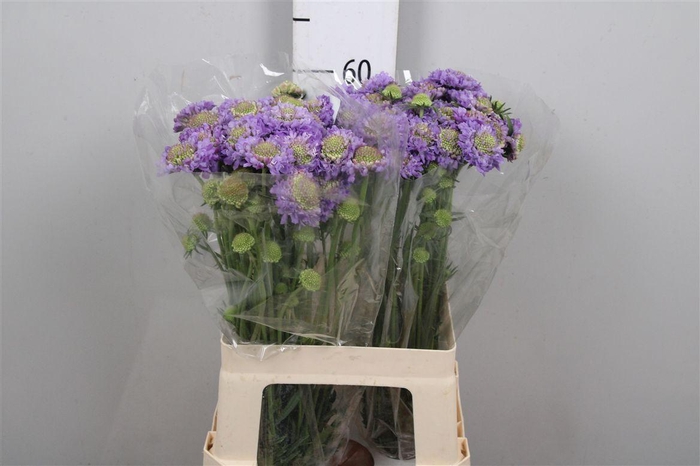 <h4>Scab At F Lavender Scoop</h4>
