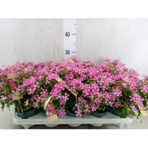 Catharanthus ros. 'Soiree Pink Whi'