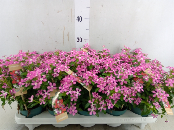 <h4>Catharanthus ros. 'Soiree Pink Whi'</h4>