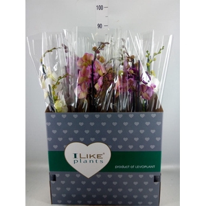 Phalaenopsis   ...mix