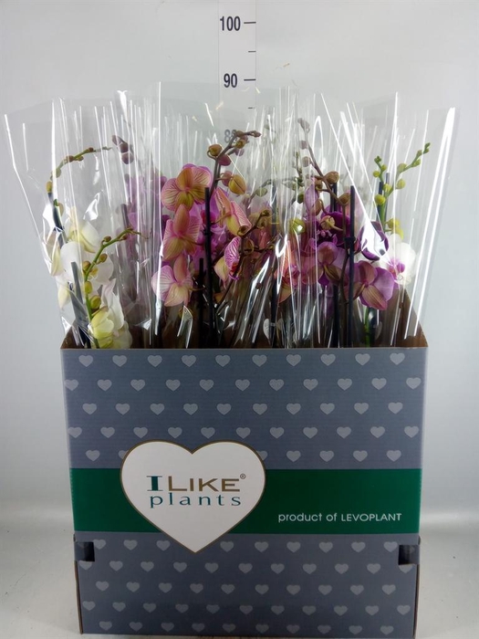 <h4>Phalaenopsis   ...mix</h4>
