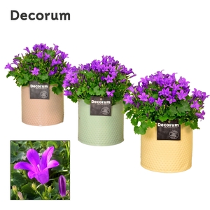 Campanula Porto LL Decorum Zinc