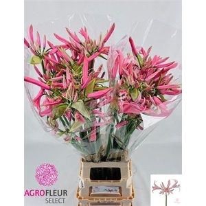 Nerine Elegance Casandra