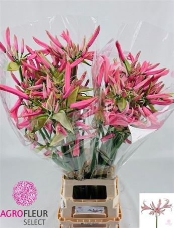 <h4>Nerine Elegance Casandra</h4>
