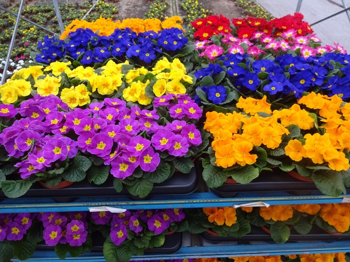 <h4>PRIM AC MIXK</h4>