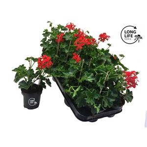 Pelargonium Peltatum 'Balkon Rouge'