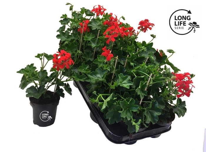 <h4>Pelargonium Peltatum 'Balkon Rouge'</h4>