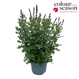 Salvia nem. mix