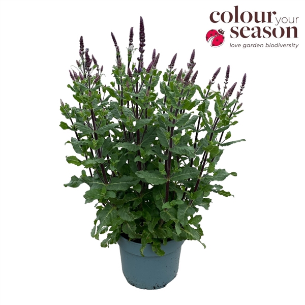 <h4>Salvia nem. mix</h4>