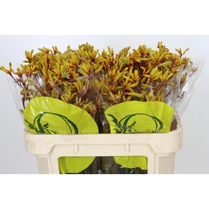 Anigozanthos Orange Velvet