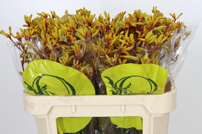 <h4>Anigozanthos Orange Velvet</h4>