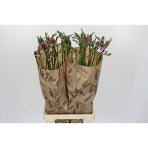 Freesia One Xxl Pink