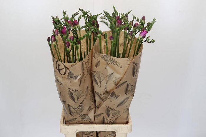 Freesia One Xxl Pink