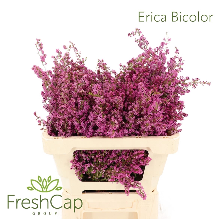 <h4>Erica Bicolor</h4>