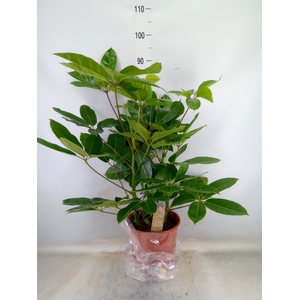 Schefflera actin. 'Amate'