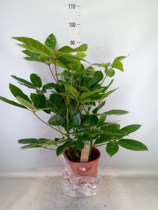 <h4>Schefflera actin. 'Amate'</h4>