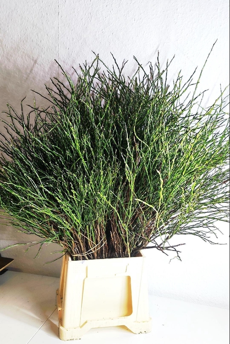 <h4>VACC MYRTILLUS BS</h4>