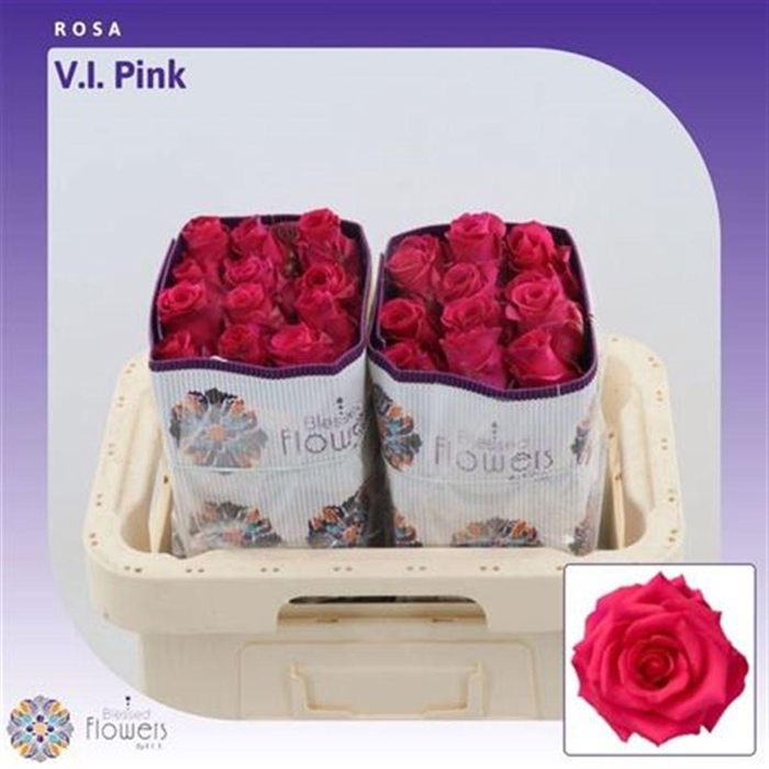 <h4>R Gr Vipink Ec</h4>