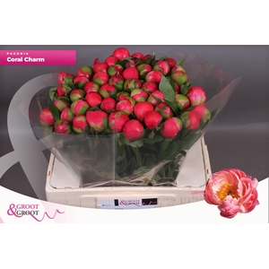 Paeonia Coral Charm | Heavy Quality