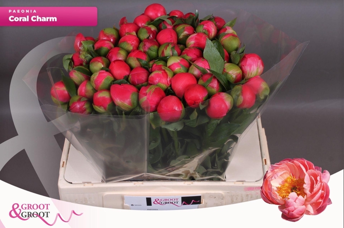 <h4>Paeonia Coral Charm | Heavy Quality</h4>