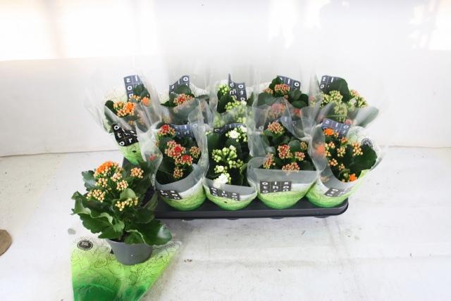 <h4>KAL GE GEM 4 KL</h4>