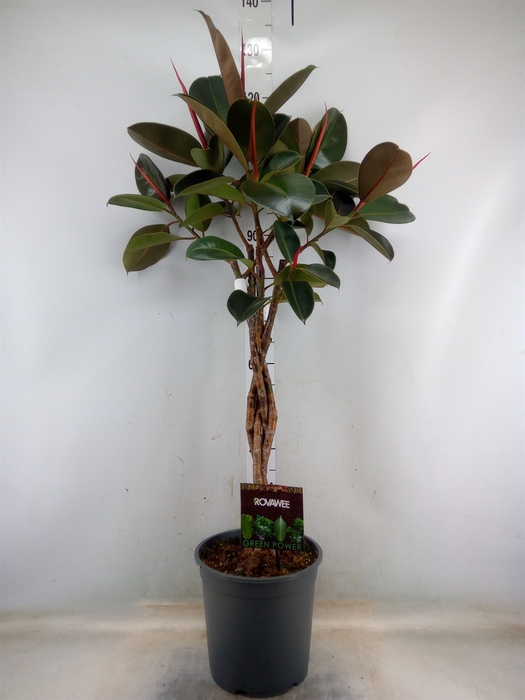 <h4>Ficus elastica 'Burgundy'</h4>