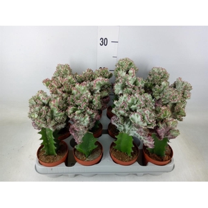Euphorbia lactea
