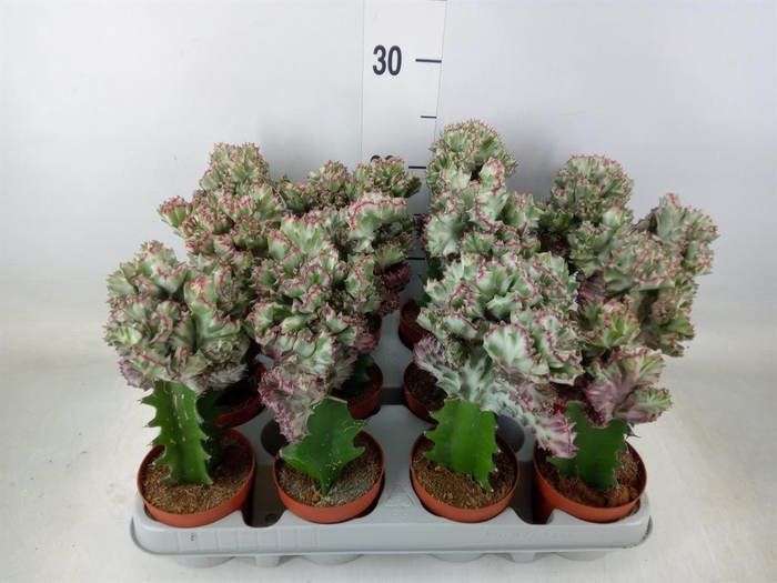 <h4>Euphorbia lactea</h4>
