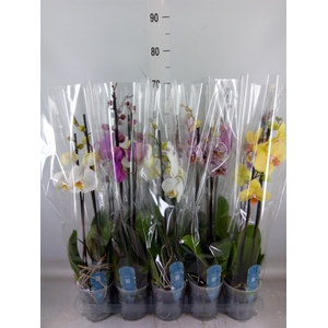 Phalaenopsis   ...mix  5