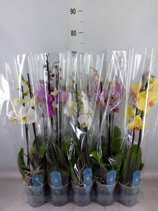 <h4>Phalaenopsis   ...mix  5</h4>