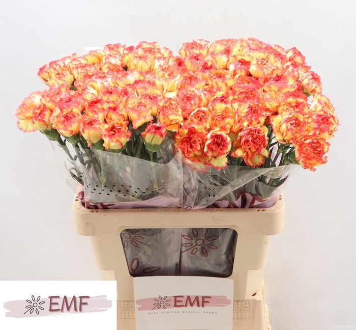 <h4>DI ST DIEGO</h4>