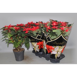 EUPHOR P FANTAS STAR