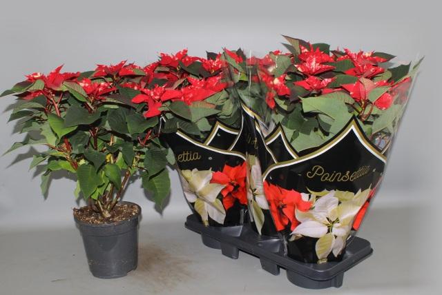 <h4>EUPHOR P FANTAS STAR</h4>