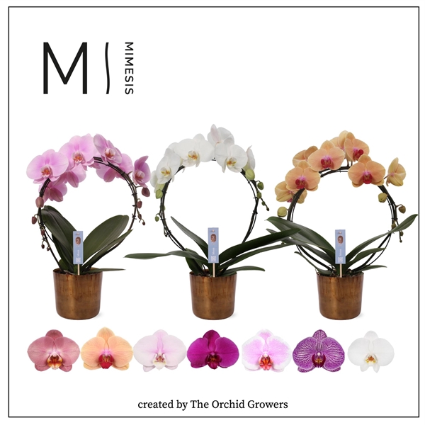 <h4>Mimesis Phal. Moon Mix - 16+ flowers 12cm in Jess Old Camel Ceramic</h4>