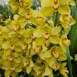 CYMB T BUTTERBALL 60 CM
