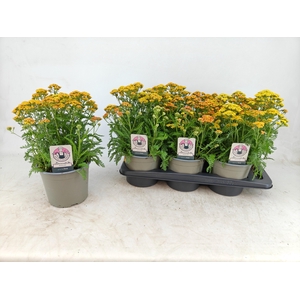 ACHI MILLEFOLIUM