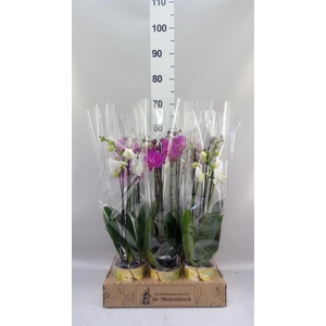 Phalaenopsis   ...mix  4