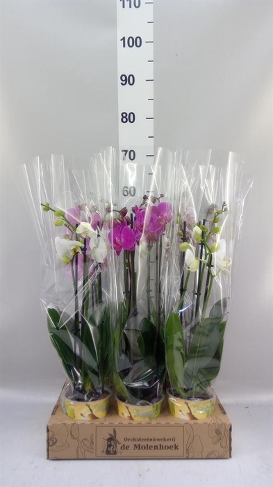 <h4>Phalaenopsis   ...mix  4</h4>
