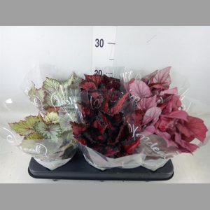 Begonia BD 'Beleaf'   ...mix