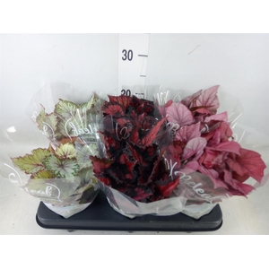 Begonia BD 'Beleaf'   ...mix