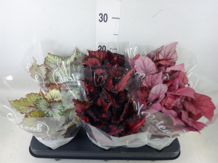 <h4>Begonia BD 'Beleaf'   ...mix</h4>