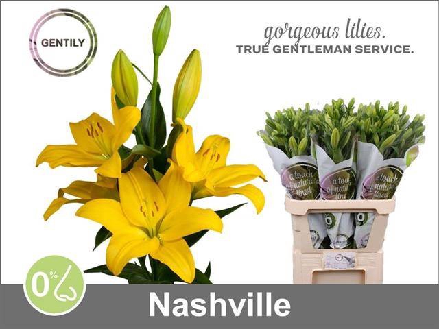 <h4>Li La Nashville</h4>