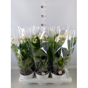 Anthurium andr. 'White Champion'