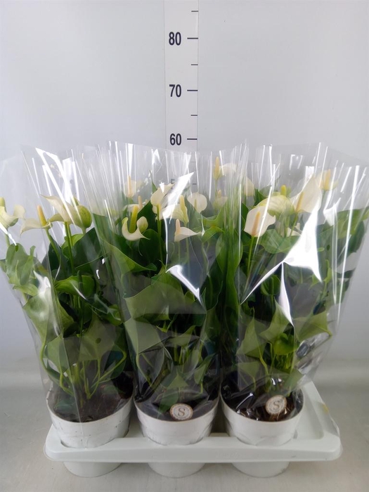 <h4>Anthurium andr. 'White Champion'</h4>