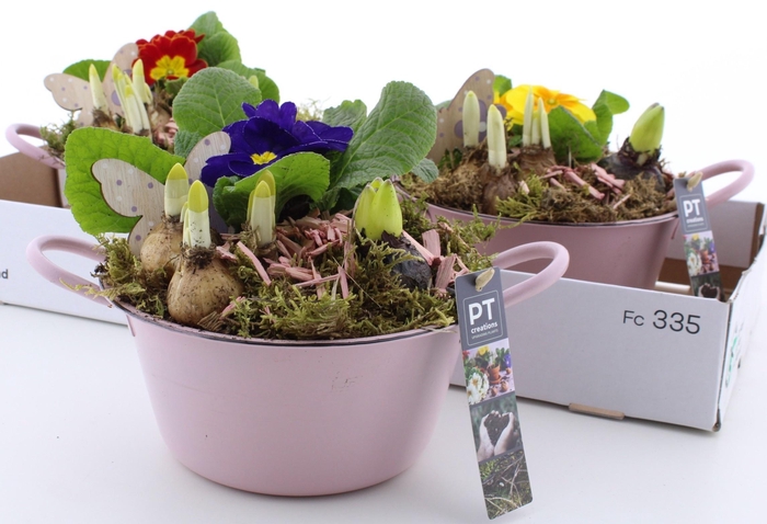 <h4>ARR PL IN SCHAAL</h4>