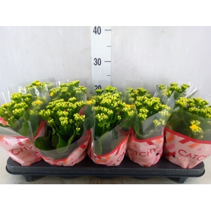 Kalanchoe blos. 'RosDon Amaril'